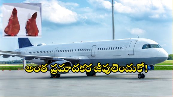 Lizards in Vizag Airport: విమానంలో స్మగ్లింగ్.. పట్టుకున్న కస్టమ్స్ అధికారులు.. అన్నీ వింత జీవులే!