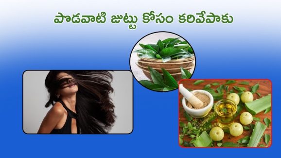 Curry Leaves For Hair: నడుము వరకు పొడవాటి జుట్టు పెరగాలంటే.. కరివేపాకును ఇలా వాడండి