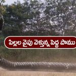 Nindu Noorella Saavasam Serial Today December 10th: ‘నిండు నూరేళ్ల సావాసం’ సీరియల్‌:  ఫారెస్ట్ లోకి ఒంటరిగా వెళ్లిన అమర్‌ – పామును చూసి భయపడ్డ ఆకాష్‌