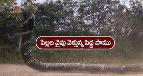 Nindu Noorella Saavasam Serial Today December 10th: ‘నిండు నూరేళ్ల సావాసం’ సీరియల్‌:  ఫారెస్ట్ లోకి ఒంటరిగా వెళ్లిన అమర్‌ – పామును చూసి భయపడ్డ ఆకాష్‌
