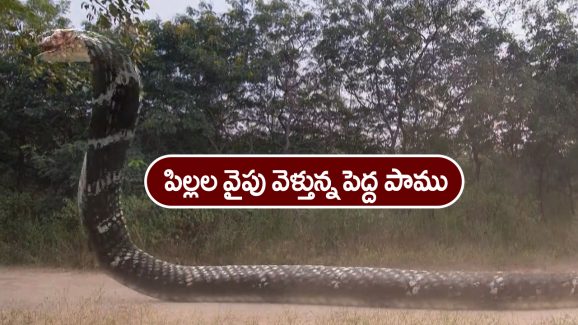 Nindu Noorella Saavasam Serial Today December 10th: ‘నిండు నూరేళ్ల సావాసం’ సీరియల్‌:  ఫారెస్ట్ లోకి ఒంటరిగా వెళ్లిన అమర్‌ – పామును చూసి భయపడ్డ ఆకాష్‌
