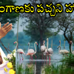 CM Revanth Reddy Green Vision : అద్భుతం, ఆశ్చర్యం ఈ దృశ్యం.. హైడ్రా ఎఫెక్ట్ తో విదేశీ పక్షుల కోలాహలం..