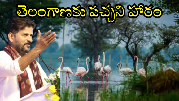 CM Revanth Reddy Green Vision : అద్భుతం, ఆశ్చర్యం ఈ దృశ్యం.. హైడ్రా ఎఫెక్ట్ తో విదేశీ పక్షుల కోలాహలం..