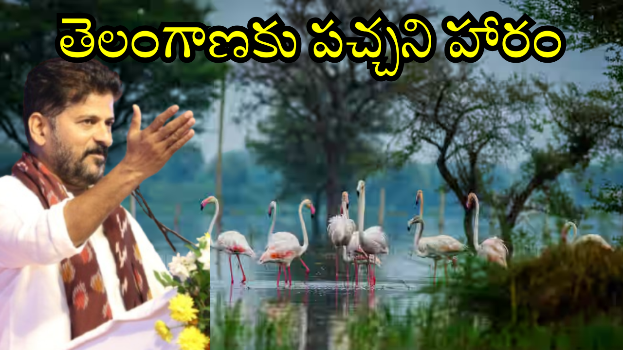 CM Revanth Reddy Green Vision : అద్భుతం, ఆశ్చర్యం ఈ దృశ్యం.. హైడ్రా ఎఫెక్ట్ తో విదేశీ పక్షుల కోలాహలం..
