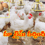 Chicken Eggs Rates Hike: అప్పుడే ఏమైంది.. ముందుంది అసలు ధర.. పెరిగిన చికెన్, గ్రుడ్ల ధరలు..