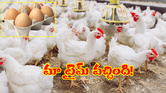 Chicken Eggs Rates Hike: అప్పుడే ఏమైంది.. ముందుంది అసలు ధర.. పెరిగిన చికెన్, గ్రుడ్ల ధరలు..