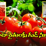 AP Govt on Tomato Prices: బిగ్ టీవీ ఎఫెక్ట్.. టమాటా కథనంపై స్పందించిన ప్రభుత్వం.. ధరపై కీలక ప్రకటన