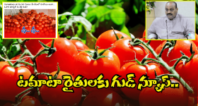 AP Govt on Tomato Prices: బిగ్ టీవీ ఎఫెక్ట్.. టమాటా కథనంపై స్పందించిన ప్రభుత్వం.. ధరపై కీలక ప్రకటన
