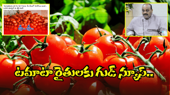 AP Govt on Tomato Prices: బిగ్ టీవీ ఎఫెక్ట్.. టమాటా కథనంపై స్పందించిన ప్రభుత్వం.. ధరపై కీలక ప్రకటన