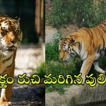 Tiger Attack: రూట్ మార్చిన పెద్దపులి.. ఆ జిల్లాలోకి ఎంట్రీ
