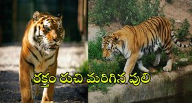 Tiger Attack: రూట్ మార్చిన పెద్దపులి.. ఆ జిల్లాలోకి ఎంట్రీ