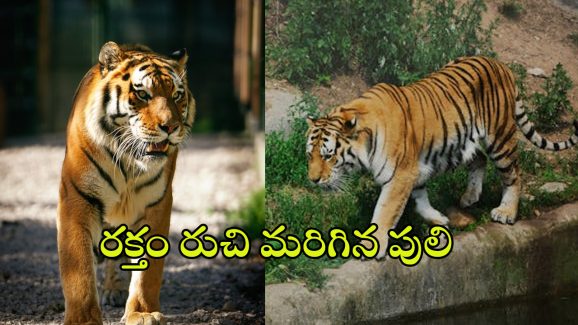 Tiger Attack: రూట్ మార్చిన పెద్దపులి.. ఆ జిల్లాలోకి ఎంట్రీ