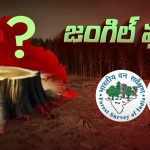 Telangana Forest: తెలంగాణలో అటవీ విస్తీర్ణం తగ్గిందా..? కారణాలు ఇవే!