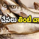 Poisonous Fish: మీకు చేపలంటే ఇష్టమా? జాగ్రత్త, ఈ చేపల్లో విష పదార్థాలు ఉంటాయ్