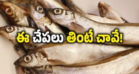 Poisonous Fish: మీకు చేపలంటే ఇష్టమా? జాగ్రత్త, ఈ చేపల్లో విష పదార్థాలు ఉంటాయ్