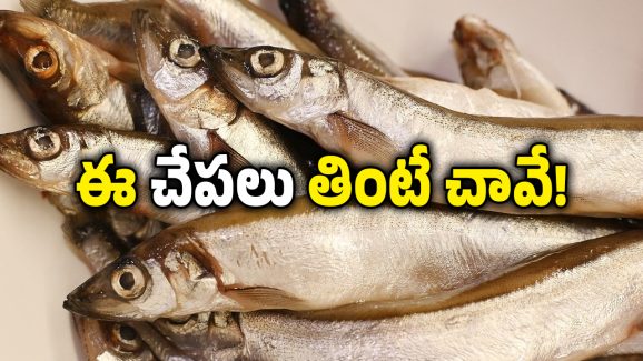 Poisonous Fish: మీకు చేపలంటే ఇష్టమా? జాగ్రత్త, ఈ చేపల్లో విష పదార్థాలు ఉంటాయ్