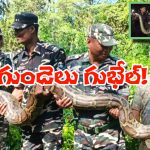 Viral Video: లేడీస్ హాస్టల్‌లో అనకొండ.. 17 అడుగుల పొడవు, 100 కిలోల బరువు, వీడియో వైరల్!