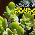 Plant For Money: ఇంట్లో ఆర్థిక సమస్యలు మిమ్మల్ని వేధిస్తూ ఉంటే ఈ మొక్కను పెంచండి