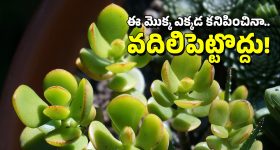 Plant For Money: ఇంట్లో ఆర్థిక సమస్యలు మిమ్మల్ని వేధిస్తూ ఉంటే ఈ మొక్కను పెంచండి