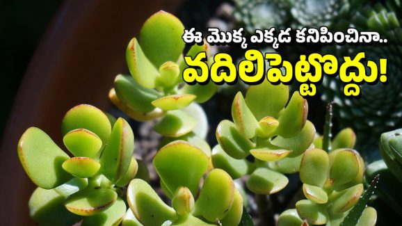 Plant For Money: ఇంట్లో ఆర్థిక సమస్యలు మిమ్మల్ని వేధిస్తూ ఉంటే ఈ మొక్కను పెంచండి