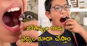 Parrot Dentist: దంతవైద్యం చేసే చిలుక.. కచ్చితంగా చికిత్స చేస్తుంది!