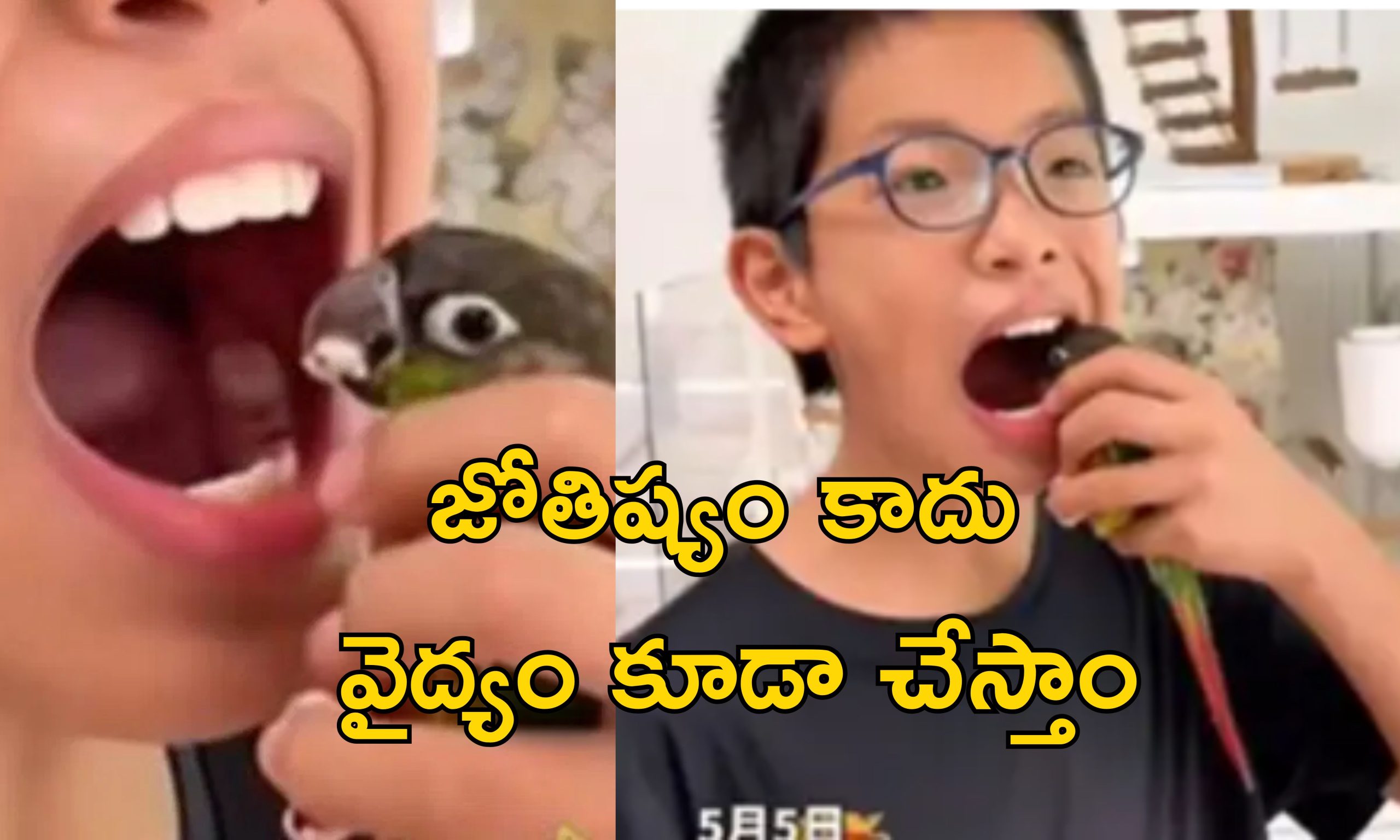Parrot Dentist: దంతవైద్యం చేసే చిలుక.. కచ్చితంగా చికిత్స చేస్తుంది!