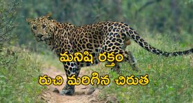 Leopard Choked : చిరుతపులి గొంతు నులిమేశాడు.. వైరల్ వీడియో చూసి మండిపడుతున్న నెటిజెన్లు