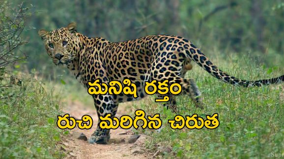 Leopard Choked : చిరుతపులి గొంతు నులిమేశాడు.. వైరల్ వీడియో చూసి మండిపడుతున్న నెటిజెన్లు