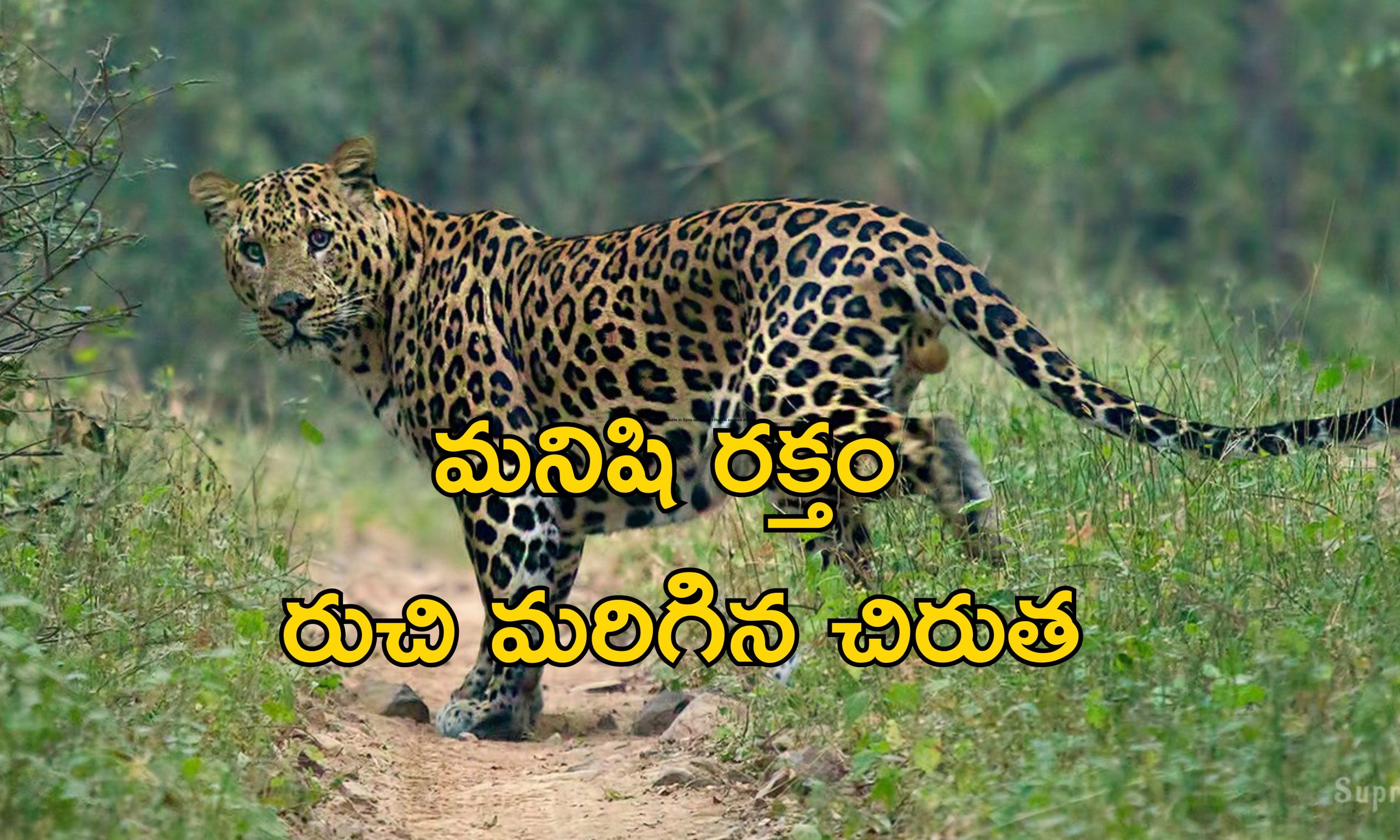 Leopard Choked : చిరుతపులి గొంతు నులిమేశాడు.. వైరల్ వీడియో చూసి మండిపడుతున్న నెటిజెన్లు