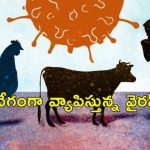 Influenza H5N1 : 2025లో పొంచి ఉన్న అతిపెద్ద మహమ్మారి.. పక్షులు, పాడి పశువు, మనుషుల్లో వేగంగా వ్యాప్తి