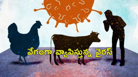 Influenza H5N1 : 2025లో పొంచి ఉన్న అతిపెద్ద మహమ్మారి.. పక్షులు, పాడి పశువు, మనుషుల్లో వేగంగా వ్యాప్తి