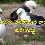 World oldest Bird Egg: 60వ గుడ్డు పెట్టిన ప్రపంచంలోనే అత్యంత వృద్ధ పక్షి.. వయసు 74 ఏళ్లు!
