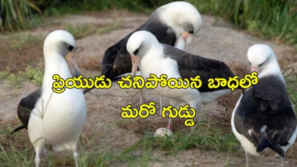 World oldest Bird Egg: 60వ గుడ్డు పెట్టిన ప్రపంచంలోనే అత్యంత వృద్ధ పక్షి.. వయసు 74 ఏళ్లు!
