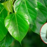 Peepal Leaves: రావి ఆకుల నీరు తాగితే.. మతిపోయే లాభాలు!