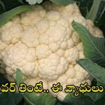 Cauliflower Benefits: కాలీఫ్లవర్ తింటే.. ఈ వ్యాధులు రమ్మన్నా రావు