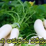 Radish Leaves: ముల్లంగి ఆకులతో ఇన్ని లాభాలా.. తెలిస్తే షాక్ అవడం పక్కా
