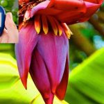 Banana Flower: ఈ పువ్వు షుగర్ పేషెంట్లకు.. వరం కంటే తక్కువేమీ కాదు !