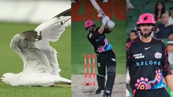 Big Bash league: లైవ్‌ మ్యాచ్‌లో ఘోరం.. బంతి తగిలి పక్షి గిలగిలా కొట్టుకొని !