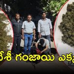 Foreign Ganja Seized: గచ్చిబౌలిలో ఫారెన్ గంజాయి.. ఉచ్చులో టెక్కీలు, ఫిల్మ్ ఇండస్ట్రీలో కొందరు