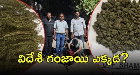 Foreign Ganja Seized: గచ్చిబౌలిలో ఫారెన్ గంజాయి.. ఉచ్చులో టెక్కీలు, ఫిల్మ్ ఇండస్ట్రీలో కొందరు
