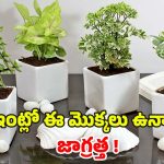 Vastu Tips: మీ ఇంట్లో ఈ మొక్కలు ఉన్నాయా ? జాగ్రత్త