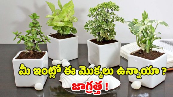 Vastu Tips: మీ ఇంట్లో ఈ మొక్కలు ఉన్నాయా ? జాగ్రత్త