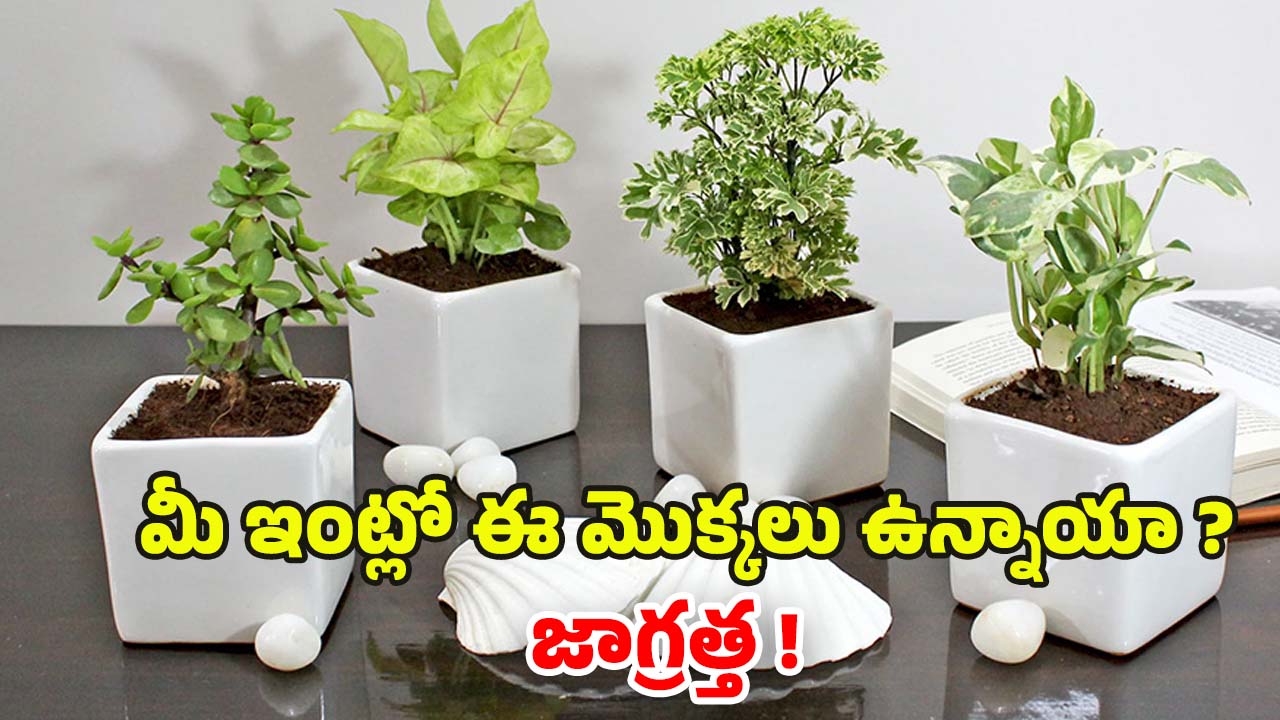 Vastu Tips: మీ ఇంట్లో ఈ మొక్కలు ఉన్నాయా ? జాగ్రత్త