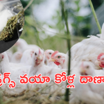 Drugs scam : పౌల్ట్రీ ముసుగులో మత్తు పదార్థాలు.. కోళ్ల దాన ముసుగున అల్ప్రాజోలం దందా..
