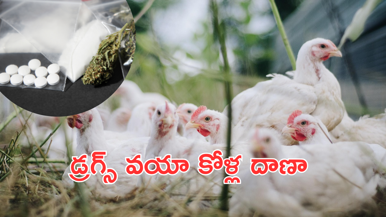 Drugs scam : పౌల్ట్రీ ముసుగులో మత్తు పదార్థాలు.. కోళ్ల దాన ముసుగున అల్ప్రాజోలం దందా..