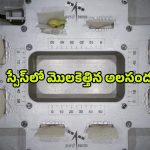 ISRO Spadex Mission: స్పేస్‌లో మొలకెత్తిన అలసంద.. ఇస్రో అద్భుత ఘనత