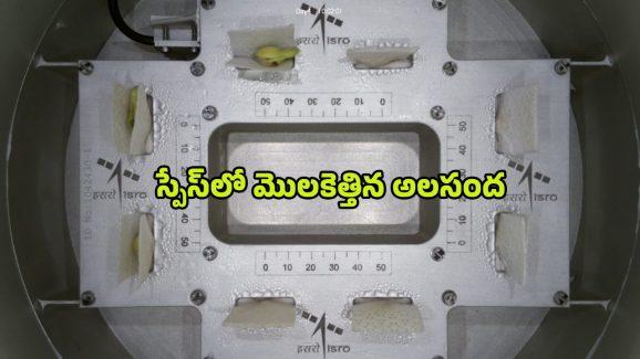 ISRO Spadex Mission: స్పేస్‌లో మొలకెత్తిన అలసంద.. ఇస్రో అద్భుత ఘనత