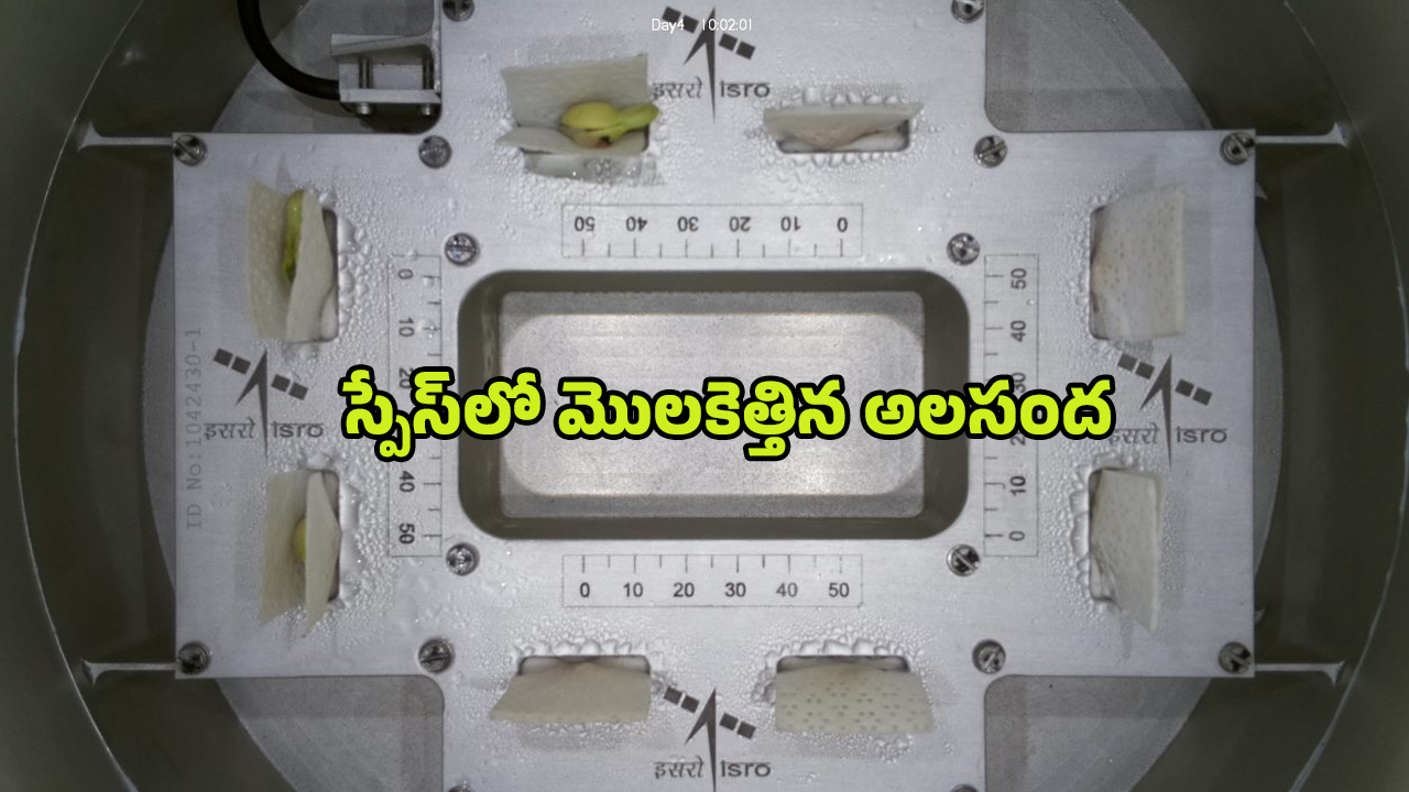 ISRO Spadex Mission: స్పేస్‌లో మొలకెత్తిన అలసంద.. ఇస్రో అద్భుత ఘనత