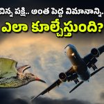South Korea Aeroplane Accident : పక్షులు విమానాన్ని కూల్చేస్తాయా? అదెలా సాధ్యం.. ఈ సమస్యకు పరిష్కారం ఏమిటీ?