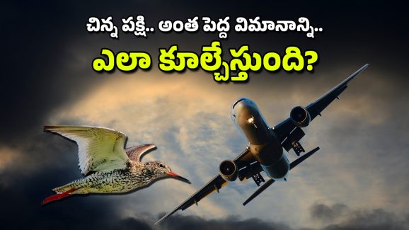 South Korea Aeroplane Accident : పక్షులు విమానాన్ని కూల్చేస్తాయా? అదెలా సాధ్యం.. ఈ సమస్యకు పరిష్కారం ఏమిటీ?